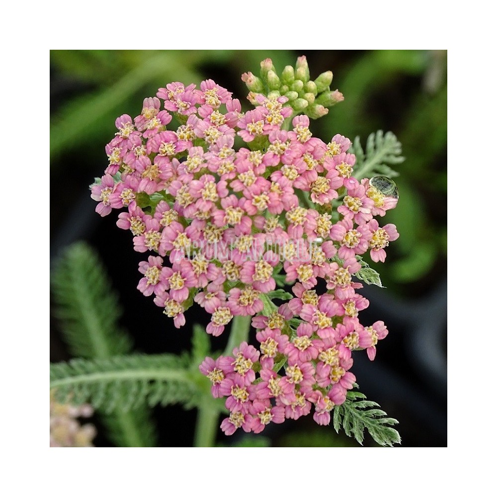 Achillée millefeuille 'Rose Madder' bio, Achillea m. 'Rose Madder'