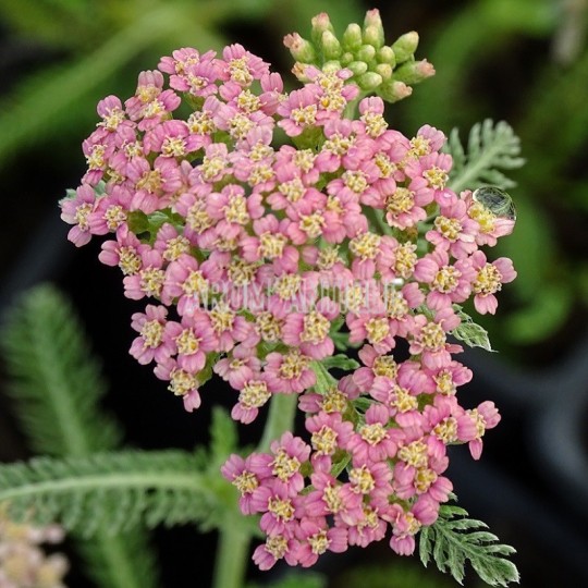 Achillée millefeuille 'Rose Madder' bio, Achillea m. 'Rose Madder'