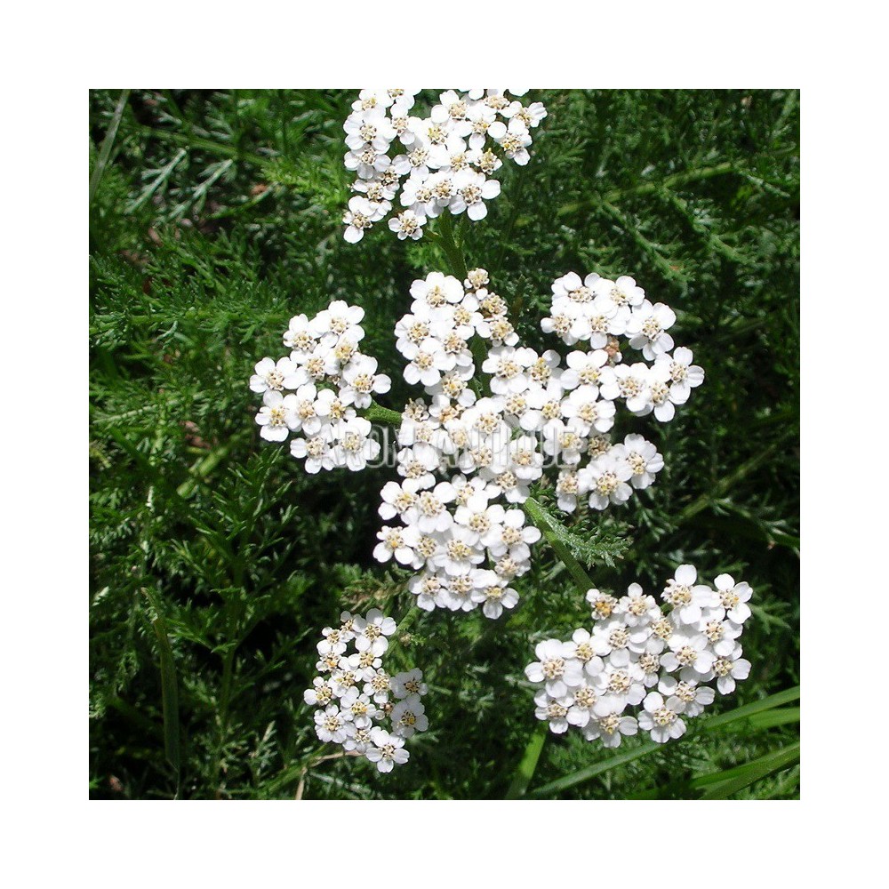 Achille millefeuille bio, Achillea millefolium. Arom'antique