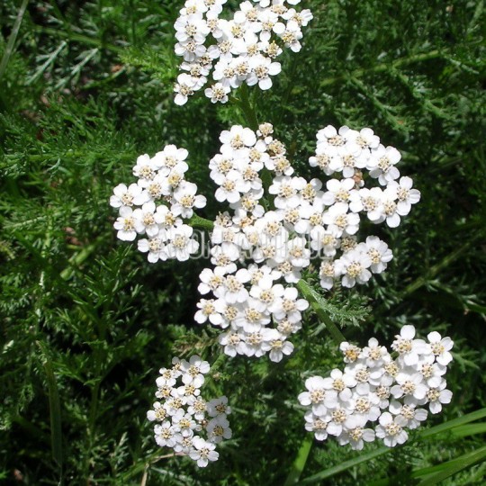 Achillée millefeuille en fleurs