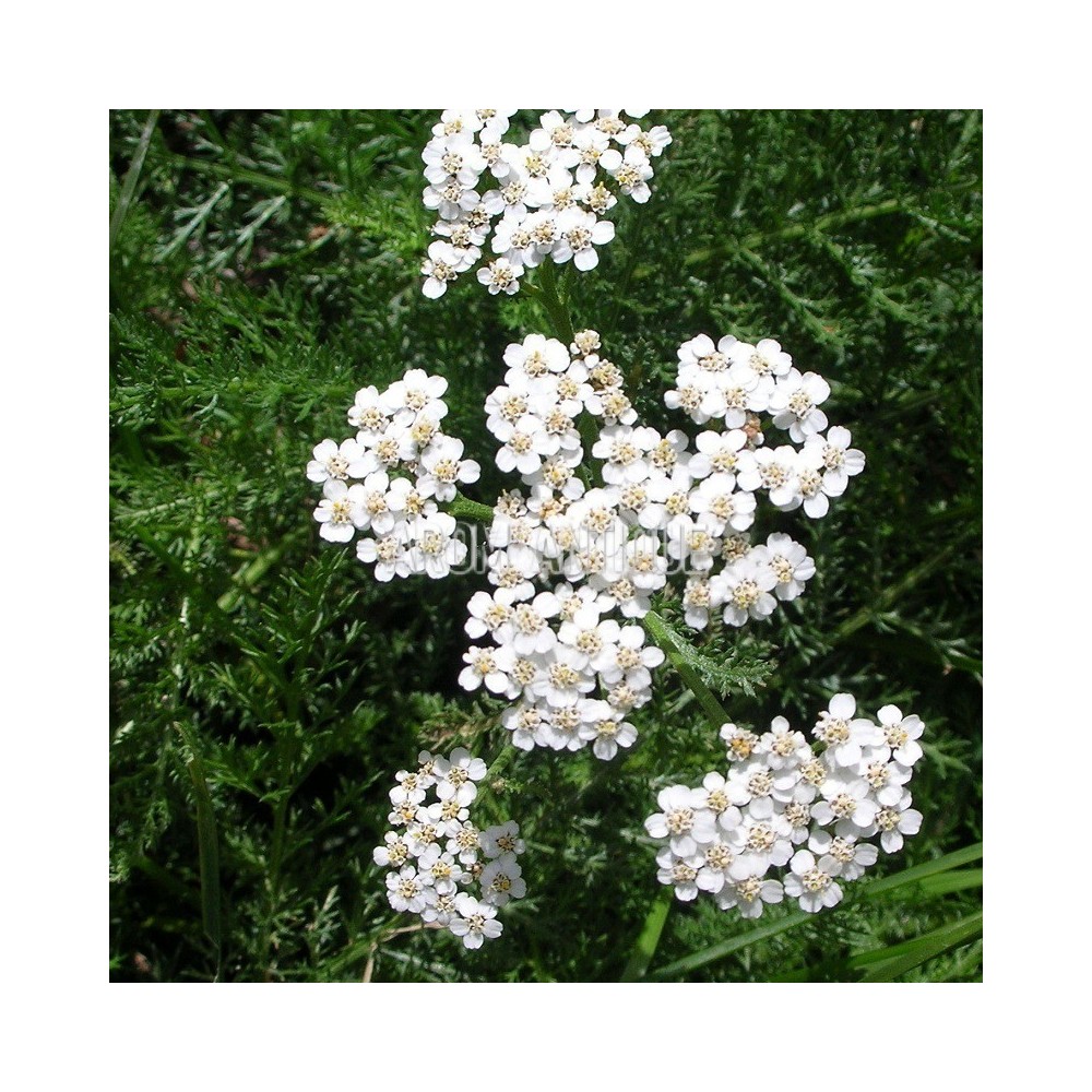 Achillée millefeuille bio, Achillea millefolium. Arom'antique