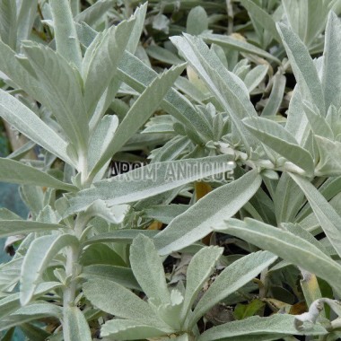 Artemisia ludoviciana 'Valerie Finnis' bio, Armoise 'Valérie Finnis'.