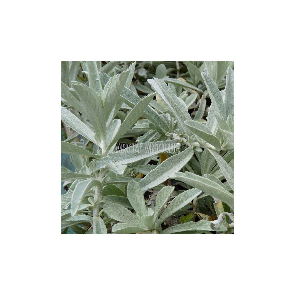 Artemisia ludoviciana 'Valerie Finnis' bio, Armoise 'Valérie Finnis'.