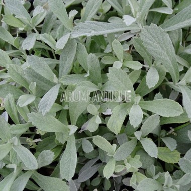 Artemisia ludoviciana 'Valerie Finnis' bio, Armoise 'Valérie Finnis'. 2