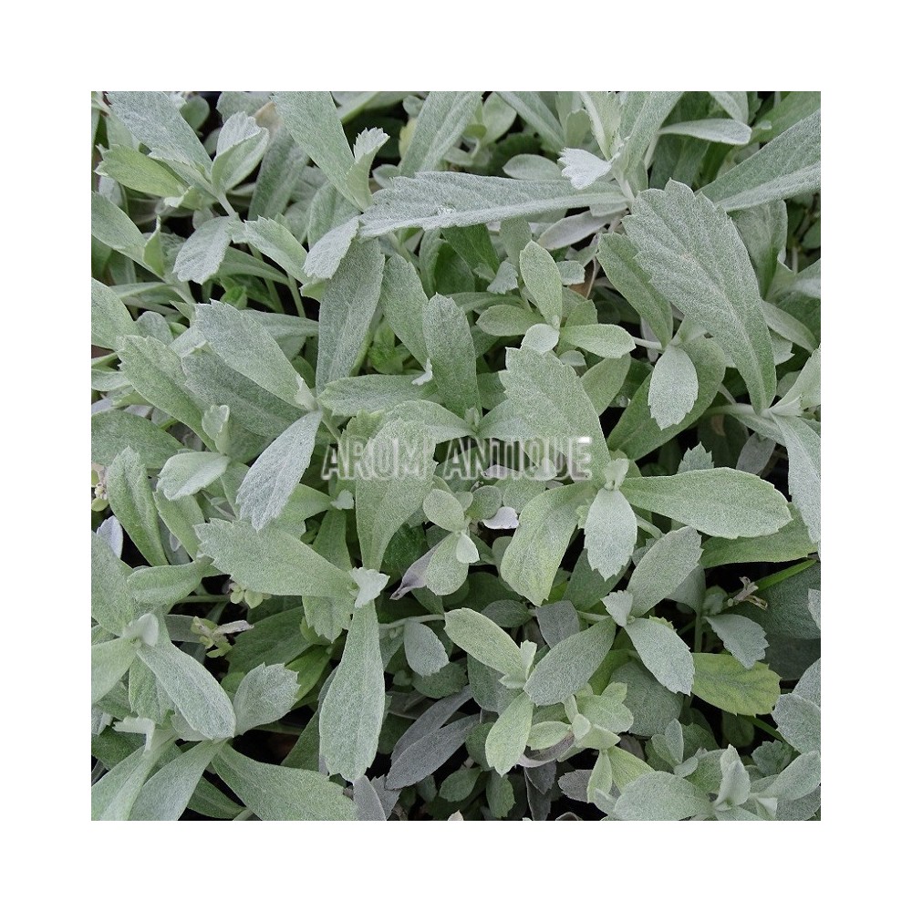Artemisia ludoviciana 'Valerie Finnis' bio, Armoise 'Valérie Finnis'.