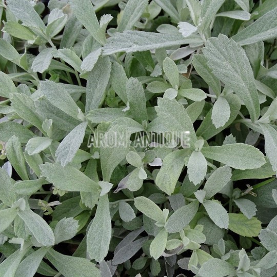 Artemisia ludoviciana 'Valerie Finnis' bio, Armoise 'Valérie Finnis'.