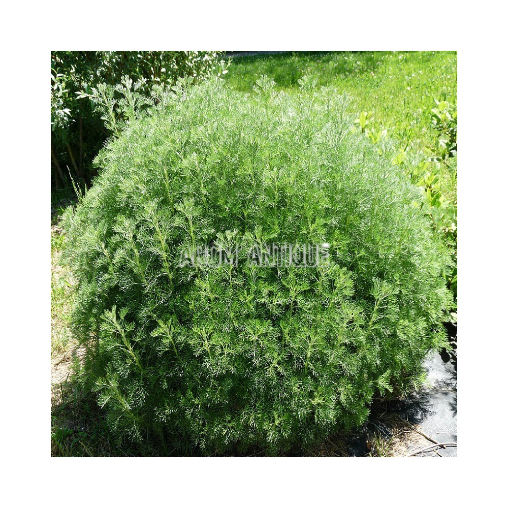 Armoise camphrée bio, artemisia alba subsp. camphorata. Arom'antique.