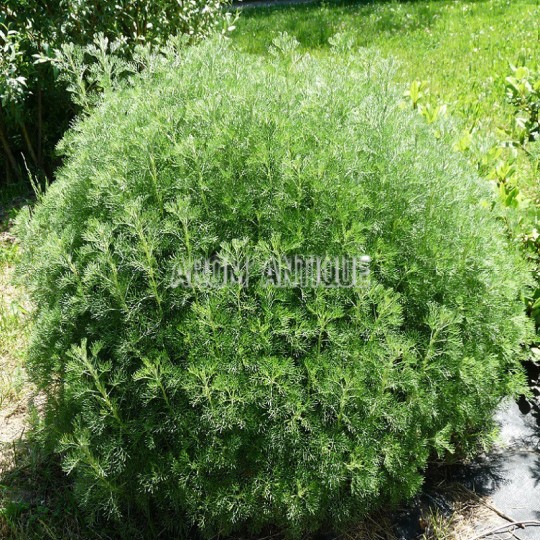 Armoise camphrée bio, artemisia alba subsp. camphorata. Arom'antique.