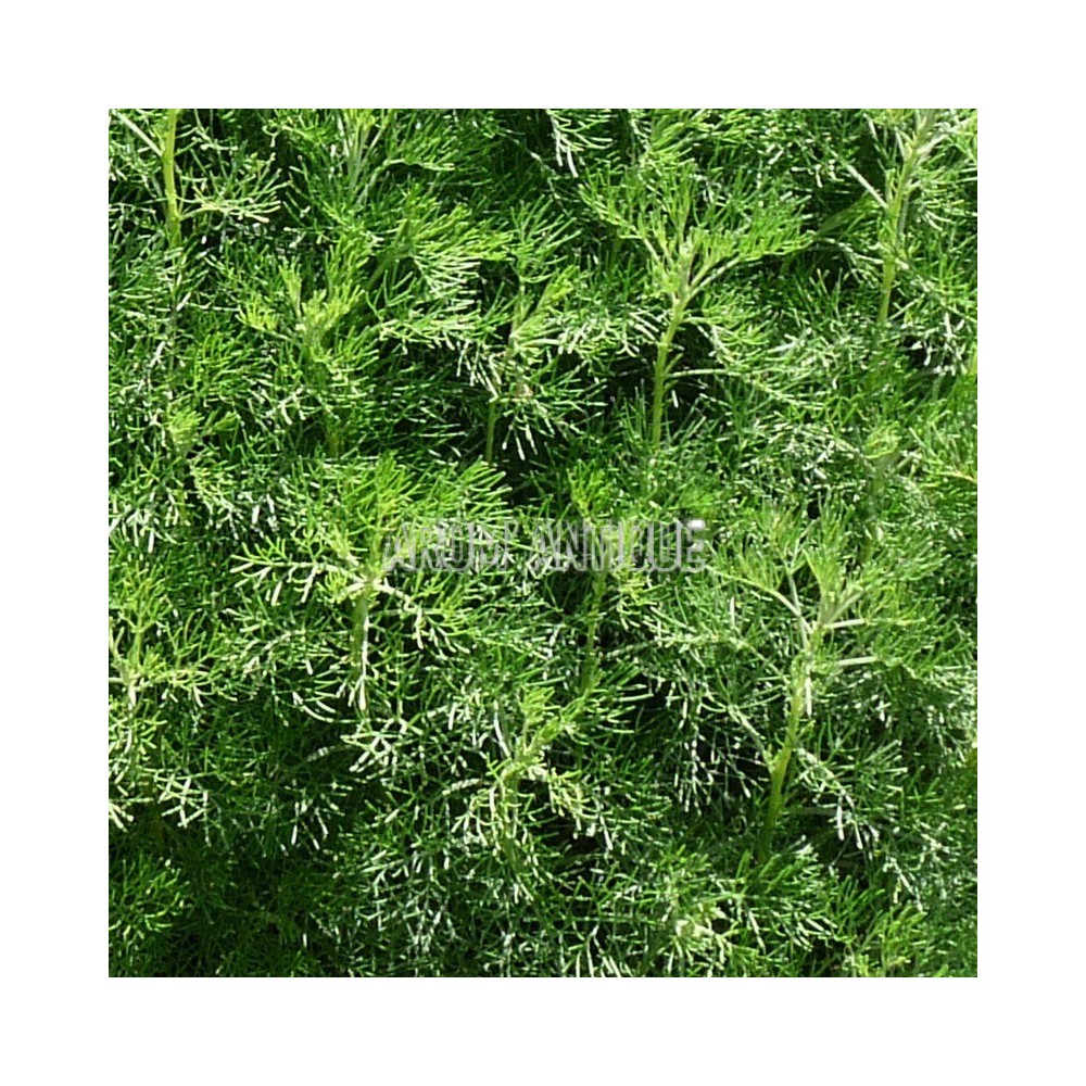 Armoise camphrée bio, artemisia alba subsp. camphorata. Arom'antique.
