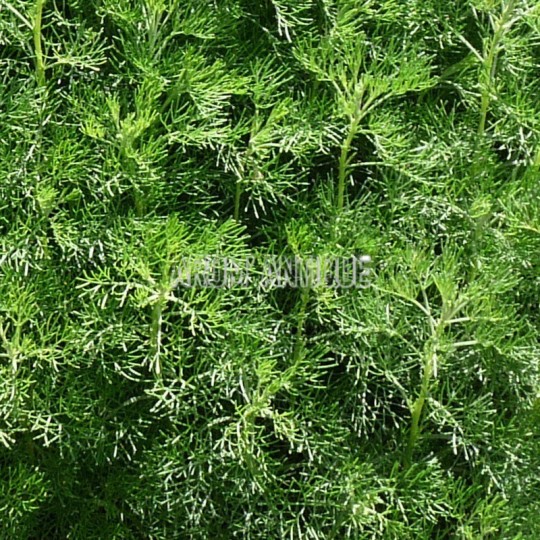 Armoise camphrée bio, artemisia alba subsp. camphorata. Arom'antique.