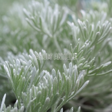Armoise laineuse bio, Artemisia lanata. Arom'antique, 500 aromatiques. 2
