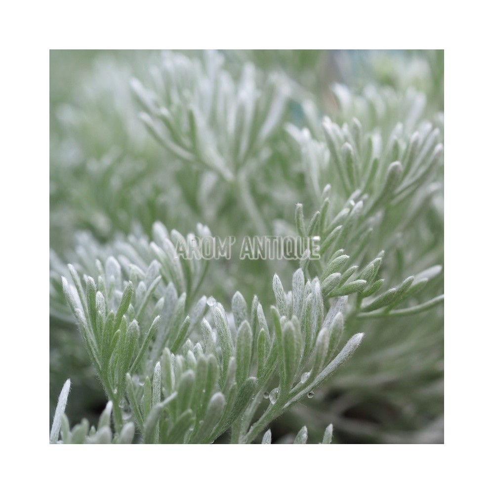 Armoise laineuse bio, Artemisia lanata. Arom'antique, 500 aromatiques.