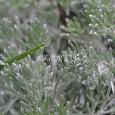 Armoise laineuse bio, Artemisia lanata. Arom'antique, 500 aromatiques.