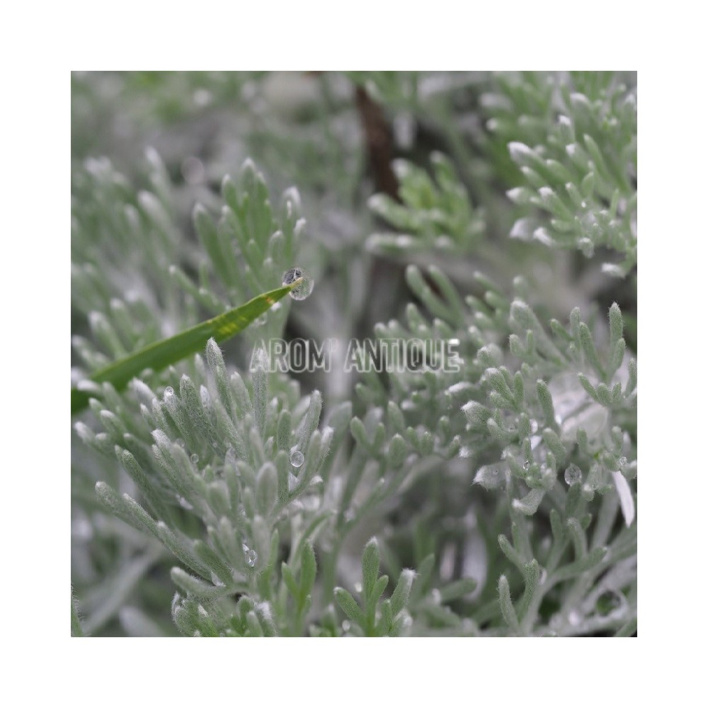 Armoise laineuse bio, Artemisia lanata. Arom'antique, 500 aromatiques.