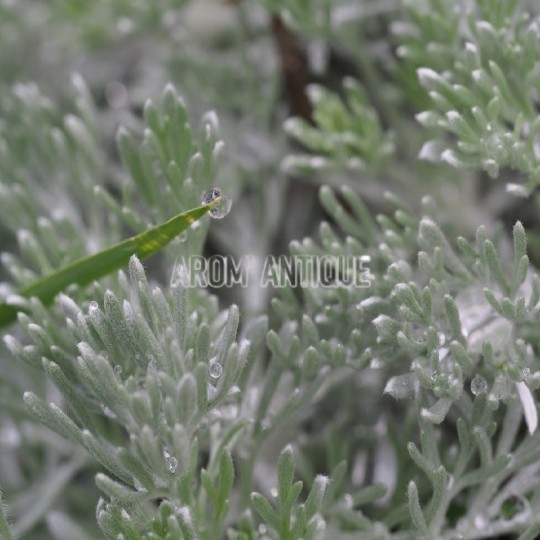 Armoise laineuse bio, Artemisia lanata. Arom'antique, 500 aromatiques.