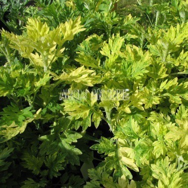 Armoise panachée bio, Artemisia vulgaris 'Orientalis Limelight'.