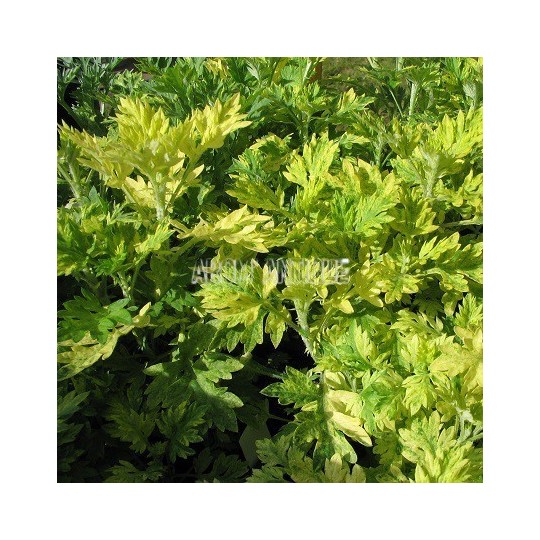 Armoise panachée bio, Artemisia vulgaris 'Orientalis Limelight'.