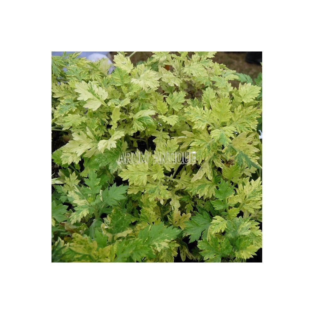 Armoise panachée bio, Artemisia vulgaris 'Orientalis Limelight'.