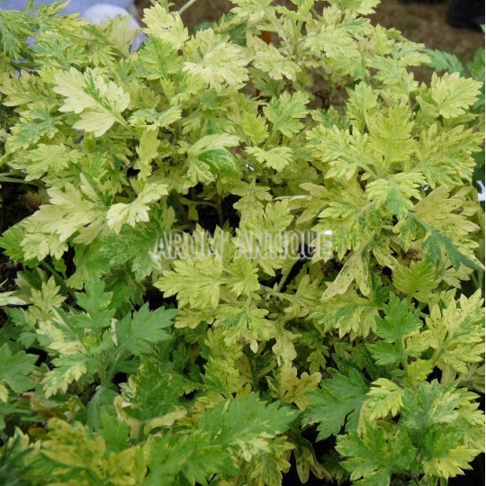 Armoise panachée bio, Artemisia vulgaris 'Orientalis Limelight'.