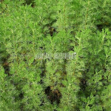 Aurone, Arquebuse, Armoise citron, Artemisia abrotanum, Arom'antique 2