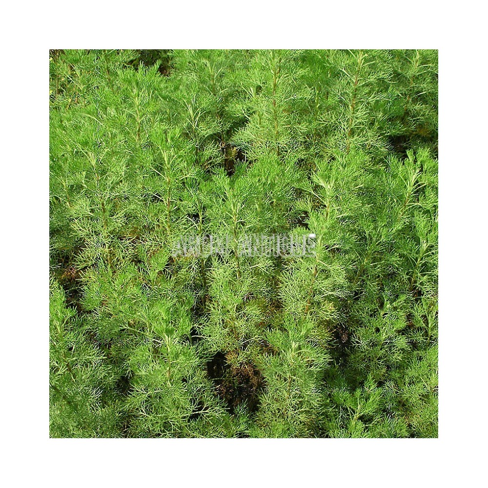 Aurone, Arquebuse, Armoise citron, Artemisia abrotanum, Arom'antique