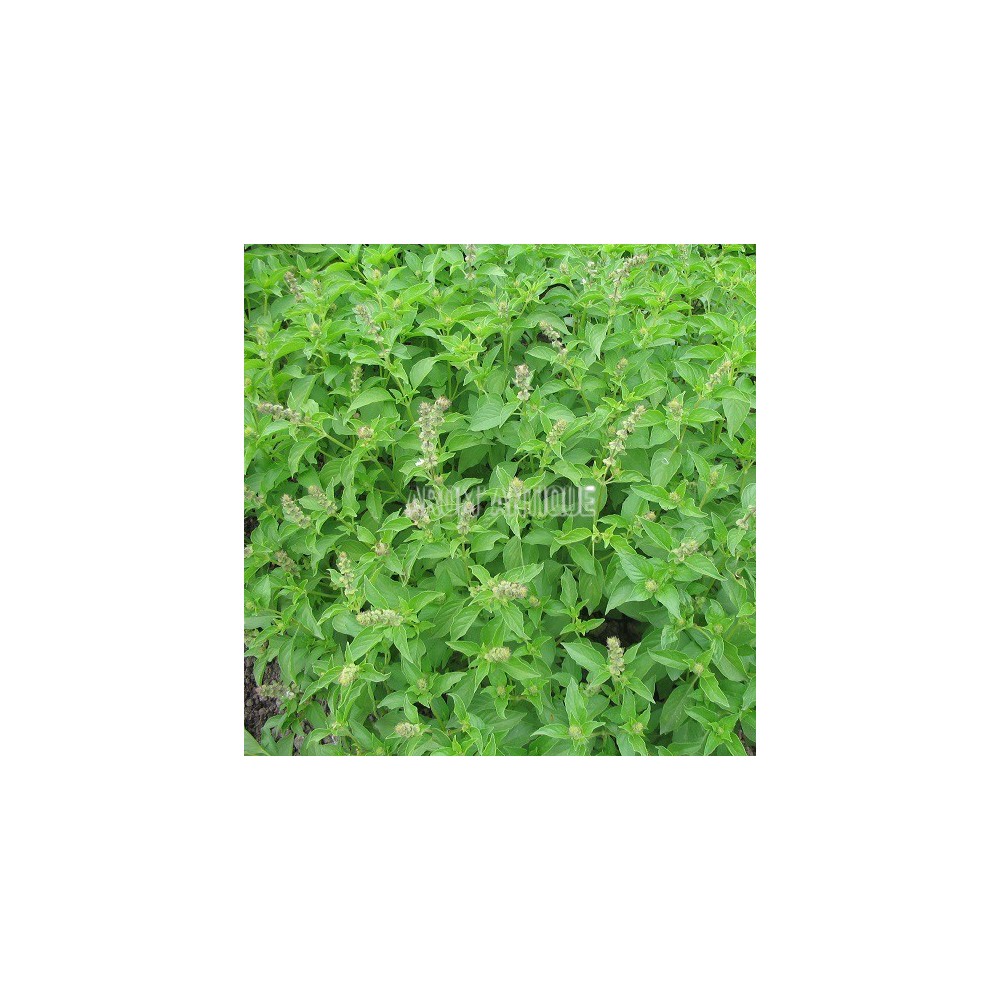 Basilic anis bio