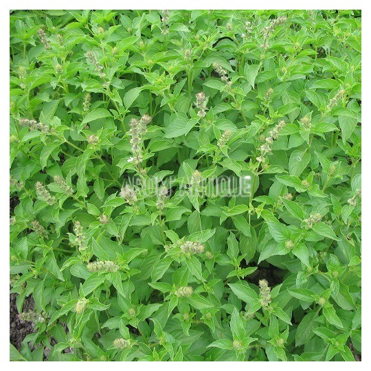 Basilic anis bio