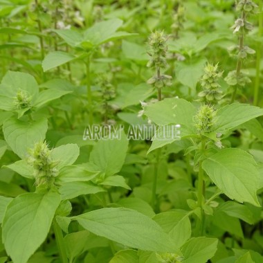 Basilic citron Bio 2