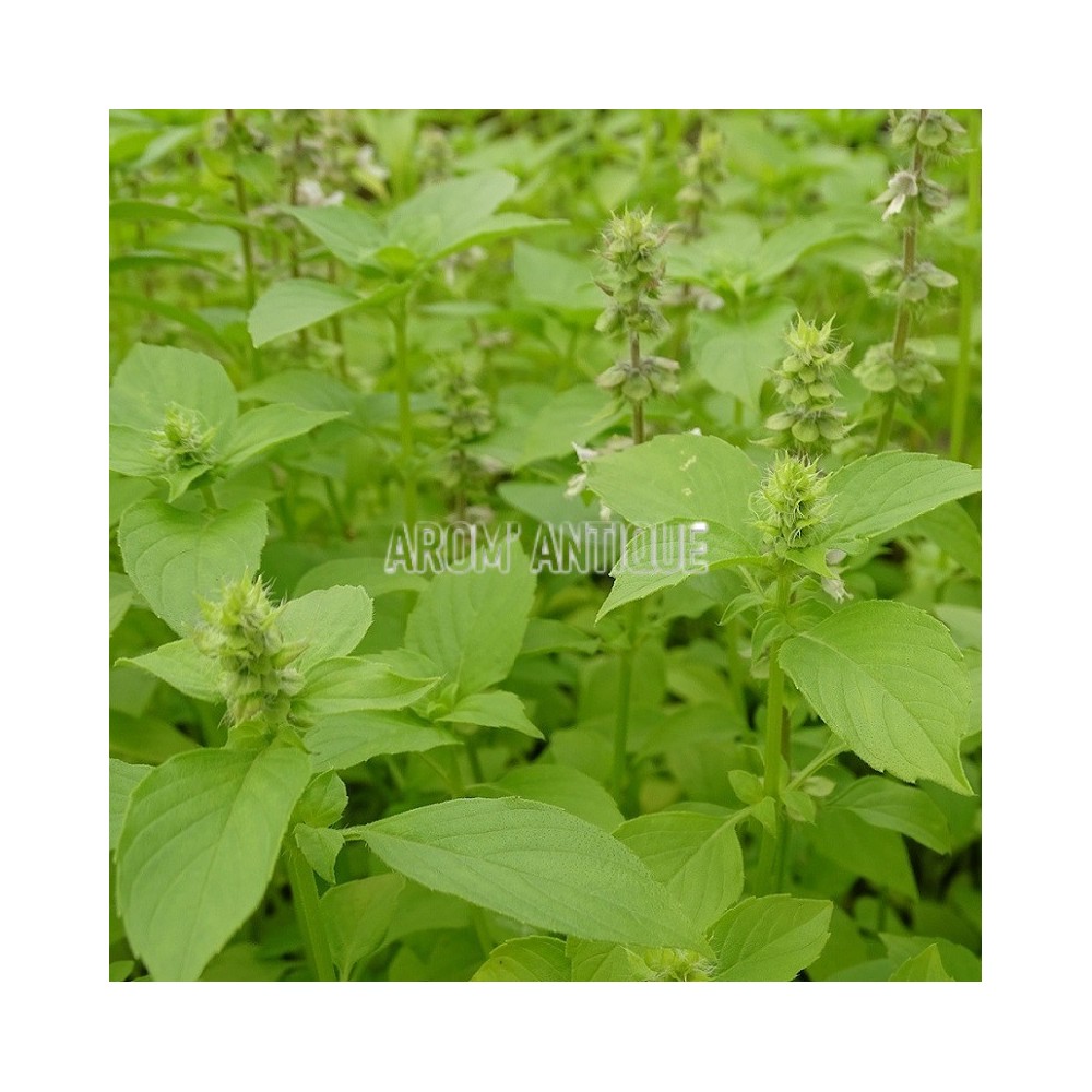 Basilic citron bio