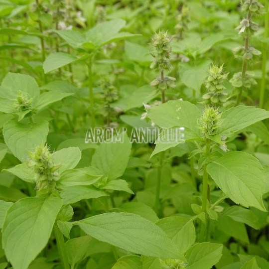 Basilic citron bio