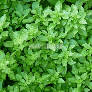 Basilic fin vert Bio