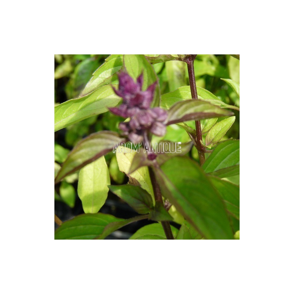 Basilic réglisse bio