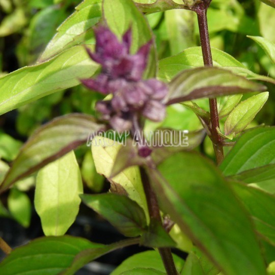 Basilic réglisse bio