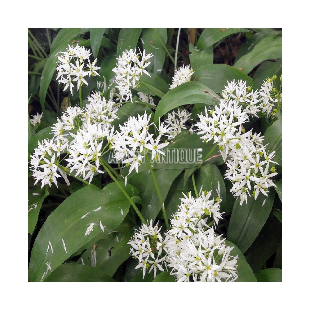 Ail des ours en fleurs