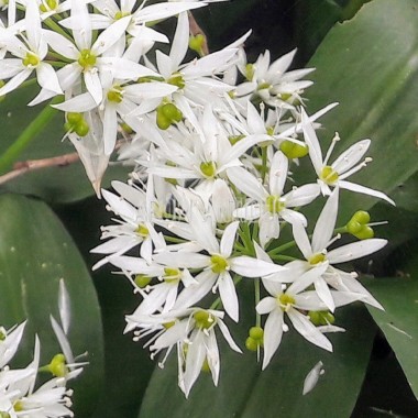 Ail des ours en fleurs 2