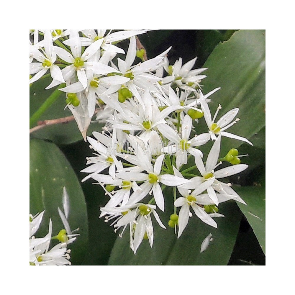 Fleurs d'ail des ours en gros plan.