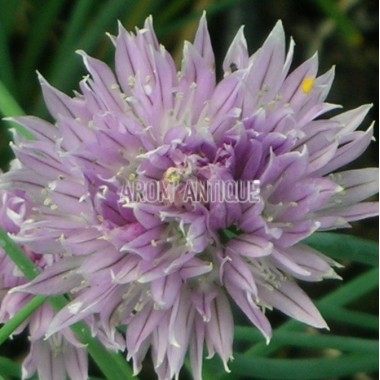 Allium schoenoprasum, ciboulette, Arom'antique,, 500 aromatiques bio.
