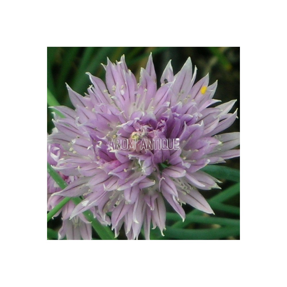 Allium schoenoprasum, ciboulette, Arom'antique,, 500 aromatiques bio.