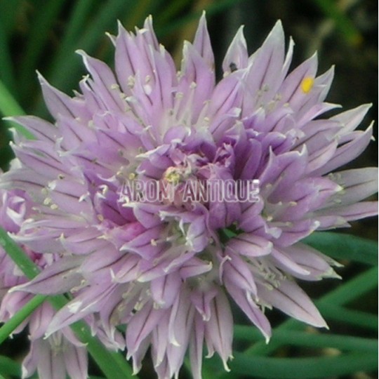 Allium schoenoprasum, ciboulette, Arom'antique,, 500 aromatiques bio.