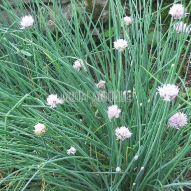 Allium schoenoprasum, ciboulette, Arom'antique,, 500 aromatiques bio. 2