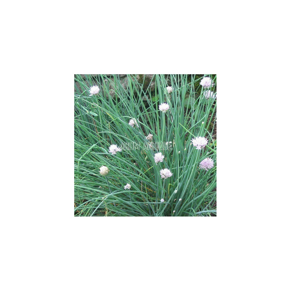 Allium schoenoprasum, ciboulette, Arom'antique,, 500 aromatiques bio.