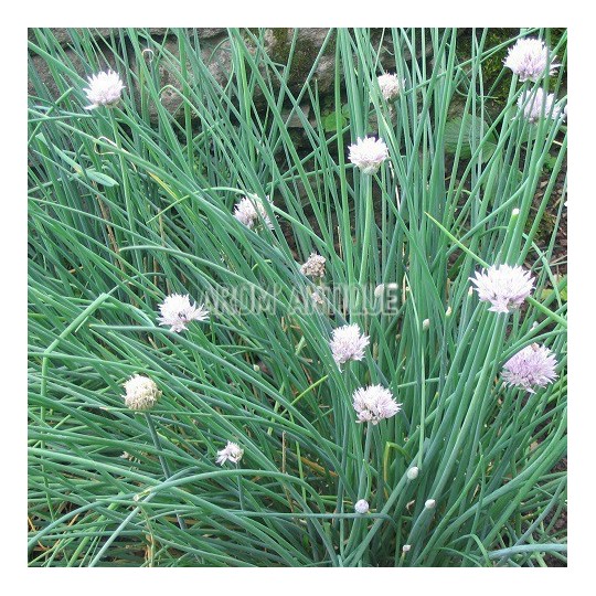 Allium schoenoprasum, ciboulette, Arom'antique,, 500 aromatiques bio.