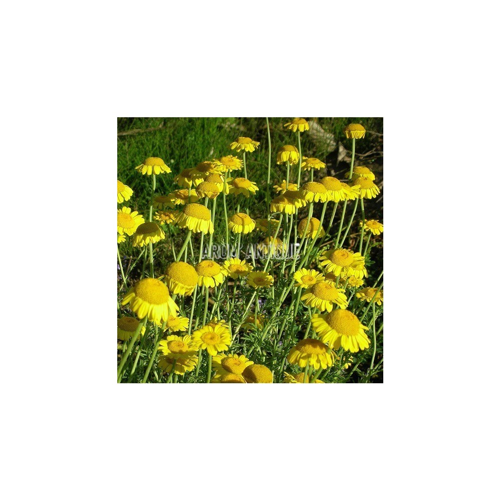 Camomille des teinturiers bio, Anthemis tinctoria, Arom'antique.