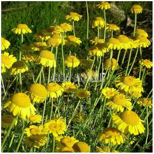 Camomille des teinturiers bio, Anthemis tinctoria, Arom'antique.