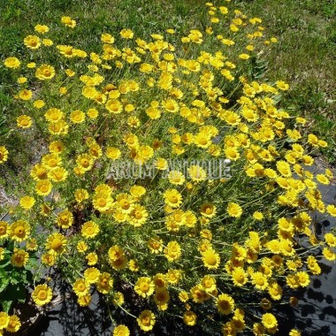 Camomille des teinturiers bio, Anthemis tinctoria, Arom'antique. 2
