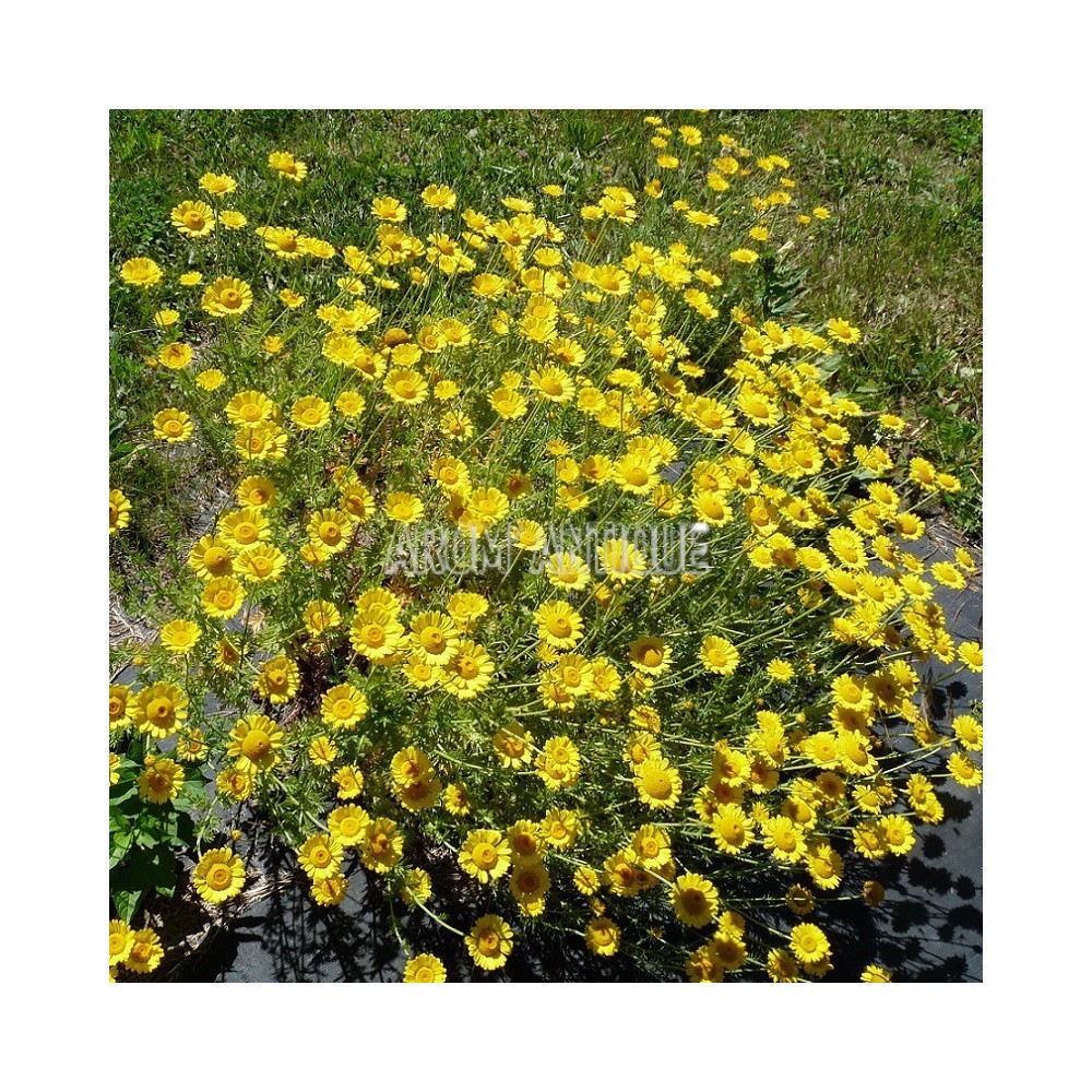 Camomille des teinturiers bio, Anthemis tinctoria, Arom'antique.