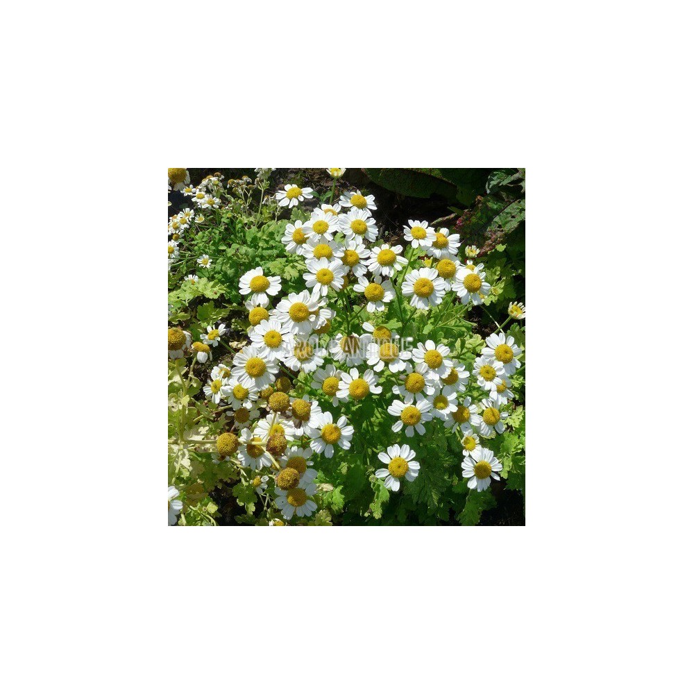 Camomille dorée bio, Tanacetum parthenium 'Aureum'. Arom'antique.