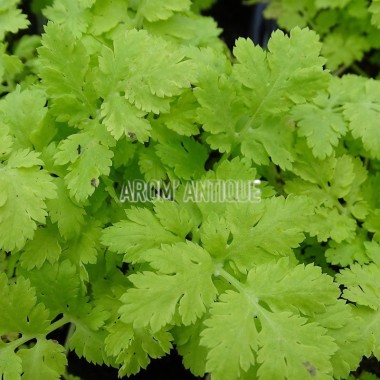 Camomille dorée bio, Tanacetum parthenium 'Aureum'. Arom'antique. 2