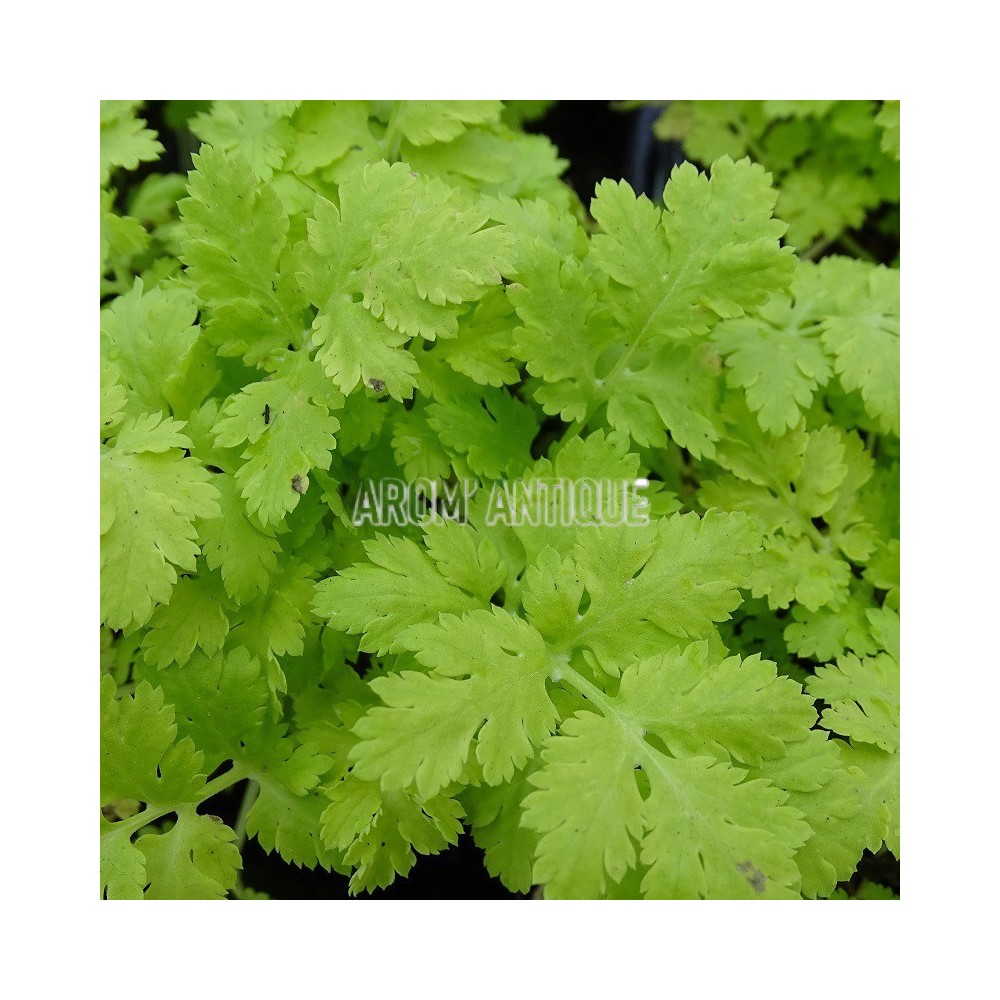 Camomille dorée bio, Tanacetum parthenium 'Aureum'. Arom'antique.