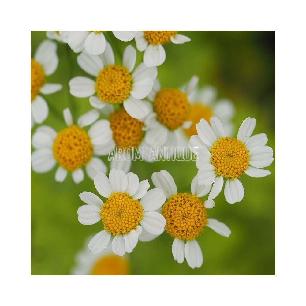 Camomille dorée bio, Tanacetum parthenium 'Aureum'. Arom'antique.